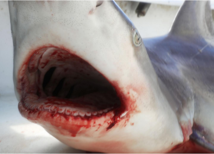 We can live without shark fin soup. But can we live without sharks? | Opinion