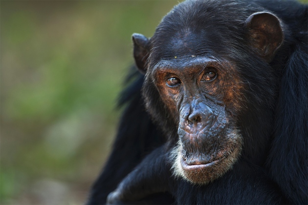 Chimpanzees are first animal shown to develop telltale markers of Alzheimer's disease